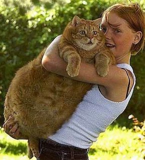 fat funny cat and girl