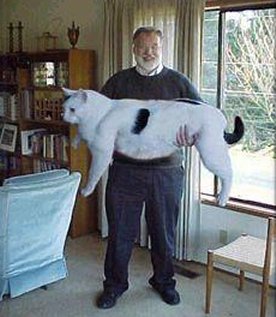 Funny Huge Cat