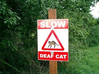slow - deaf cat