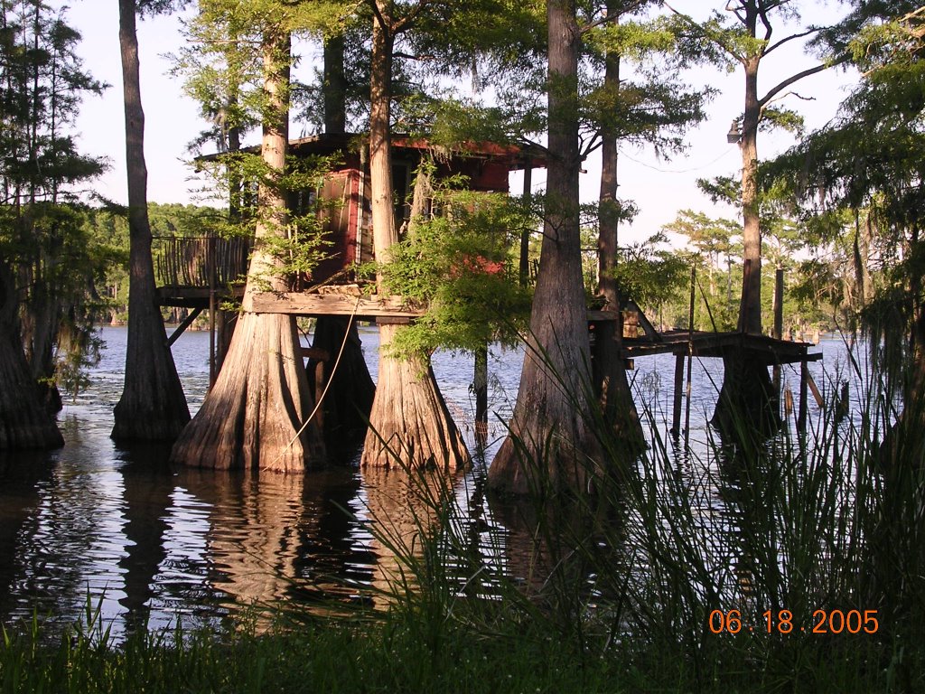 STORY CUP: Rustic Tree House on Caddo Lake