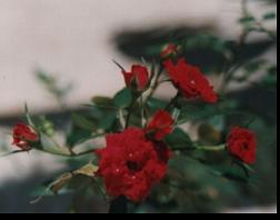 Ramillete de rosas - Foto susana colucci - Venezuela