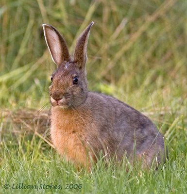 STOKES BIRDING BLOG: Eastern Cottontail: Rabbit Run