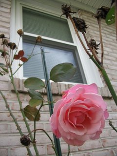 pink rose and window