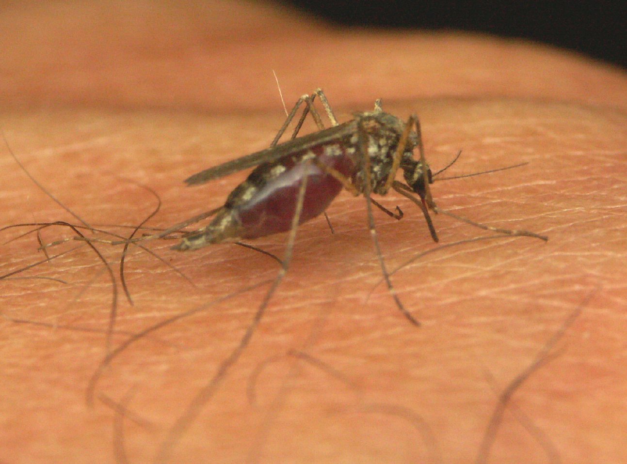 Какую кровь кусают комары. Малярийный комар самец. Малярийный комар самка и самец. Самка комара.