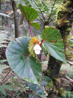 Photo of half-hearted plant in Mount Kinabalu Park, Sarawak, Malaysia