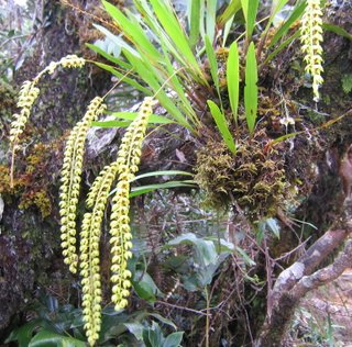 Photo of Dendrochilum sp. orchid in Mount Kinabalu Park, Sarawak, Malaysia