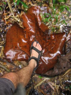 Photo of huge leaf, Gaya Island, Sarawak, Malaysia