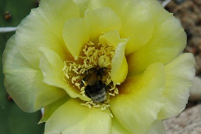 Bumble bee enjoying an O. humifusa flower