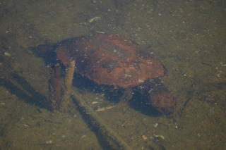 Turtle swimming in the lake