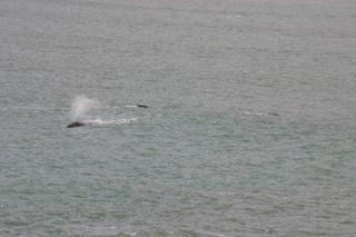 3 whales swimming at Gordon's Bay