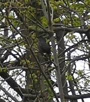 gray catbird