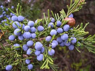 eastern red cedar berries