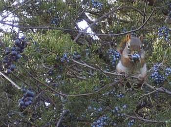 red squirrel eating red cedar berries