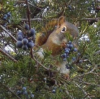 squirrel surrounded by red cedar berries and wild grapes