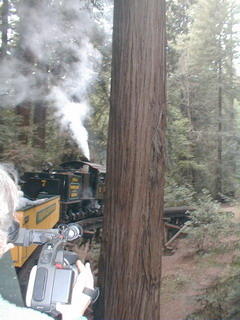 Roaring Camp steam train winding through giant redwoods (Tamara Lynn Scott filming on left; photographer: Michael McNeil)