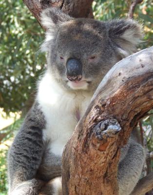Koala at Yanchep