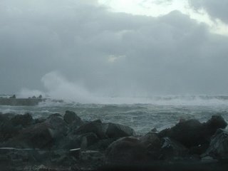 Wild and Woolly in Wellington