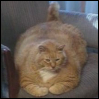 World's Fattest Cat