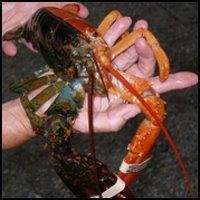 Calico Lobster