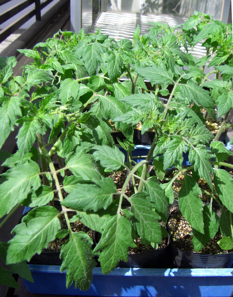 菜園ブログ トマトの苗作り