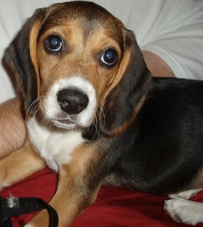 Our beagle puppy, Sofi