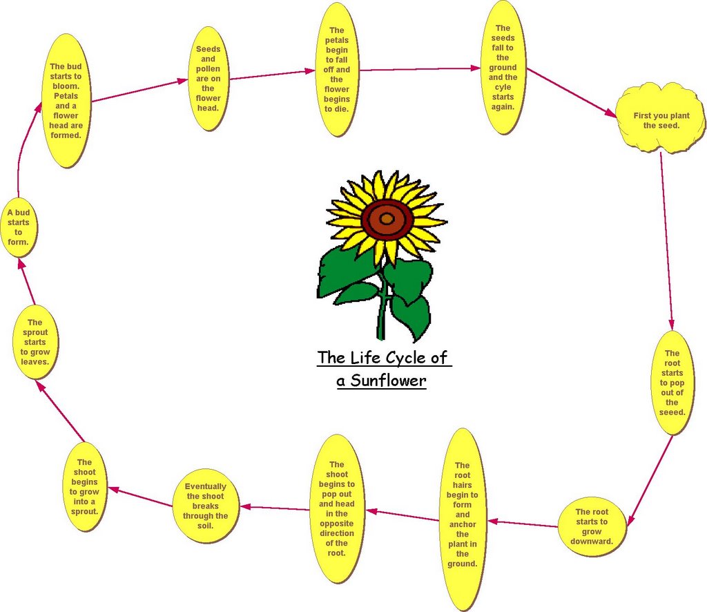 Sunflower Life Cycle. Life Cycles. Sunflower Map. Sunflower Worksheet. Life gallery подсолнух как