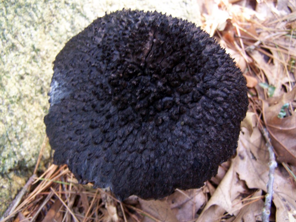 photos-r-fun-black-mushroom