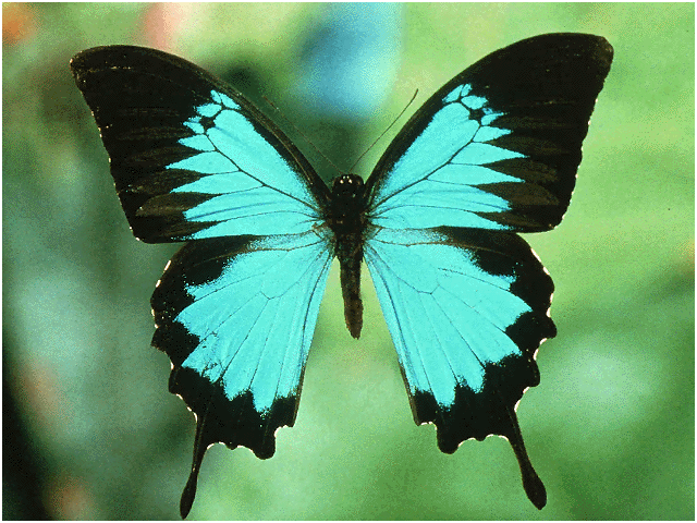 Blue Swallowtail Butterfly Facts 116