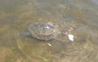 Alimentando as tartarugas - Feeding the turtles