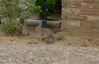 Coelhinho - Little rabbit
