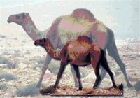 Syrian Camel Syria (Evolution Research: John Latter / Jorolat)