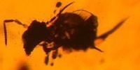 Collembola Amber Fossil Myanmar Burma Evolution Research