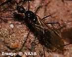 Arid Lands Honey Ant Evolution Research