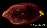 Fruit-Fly Drosophila Egg Cell Polarity (Evolution Research)