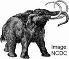Mammoth (Evolution Research)