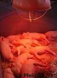 Pigs Uppsala Brown Fat Cold (Evolution Research)