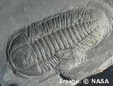 trilobite evolution research