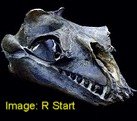 fossil whale oligocene Janjucetus hunderi (Evolution Research)