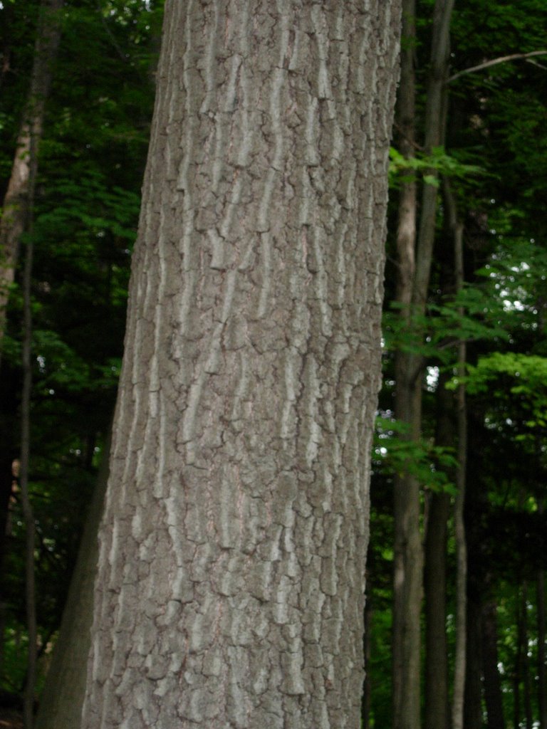NTRES photo guide: trees: Quercus velutina (Black Oak)