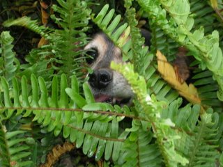 https://myhotlifeinafrica.blogspot.com/2006/07/wild-dog-spotted_29.html