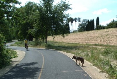 Image of bicyclist encountering a coyote on the American River Bike Trail near Sacramento