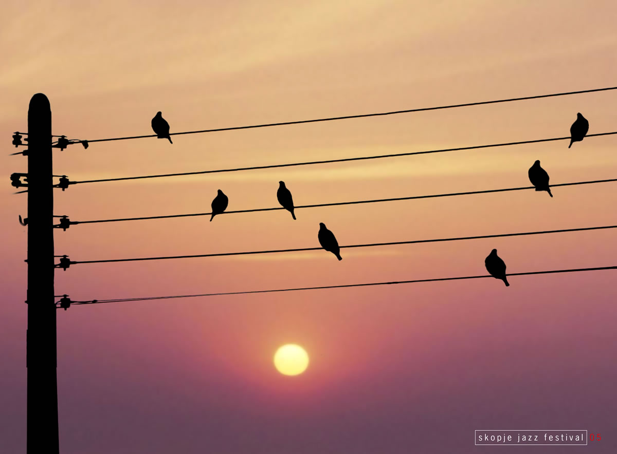 Ночная жизнь птиц. Птицы на проводах. Птицы сидят на проводах. Птица сидит. Птички на проводе.