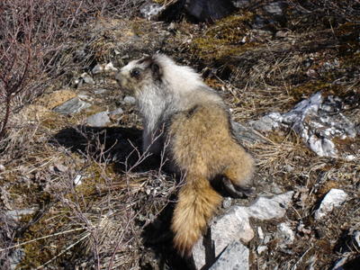 Marmotte (Alaska, USA, Amérique du Nord)