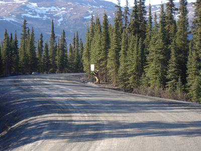 Ours jouant avec le panneau de signalisation dans le parc du Denali (Alaska, USA, Amérique du Nord)