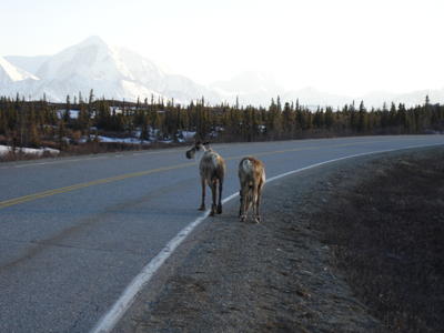 Des animaux sur la route (Alaska, USA, Amérique du Nord)