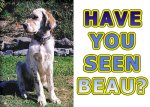 Help Susan find Beau, her English Setter who was stolen from Queensland.