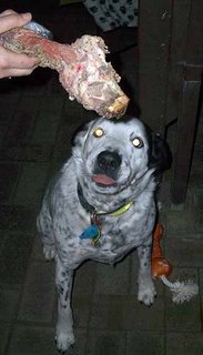 You will give me that bone...now. I am hypnodog. You will give me that bone...now. I am hypnodog. You will give me that bone...now. I am hypnodog. You will give me that bone...now. I am hypnodog. Oh for dog's sake. I wish I could shut the f..k up on this particular repetition.