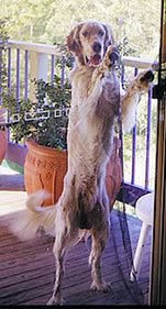 Please please please help me back to my mum. Aren't I tall? Not many of us English Setters around this country. Still need opposable thumbs to open this damn patio door, though.