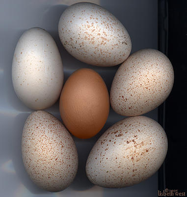 the beauty of an egg: turkey eggs, americanus hen, orphinton hen egg