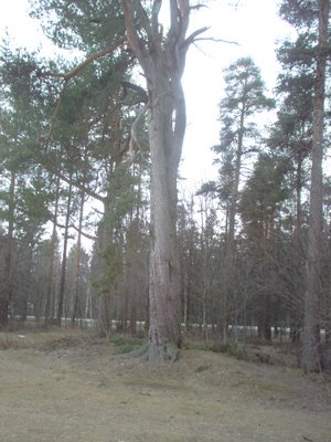 300 year old Salt Pine tree at Kaskila